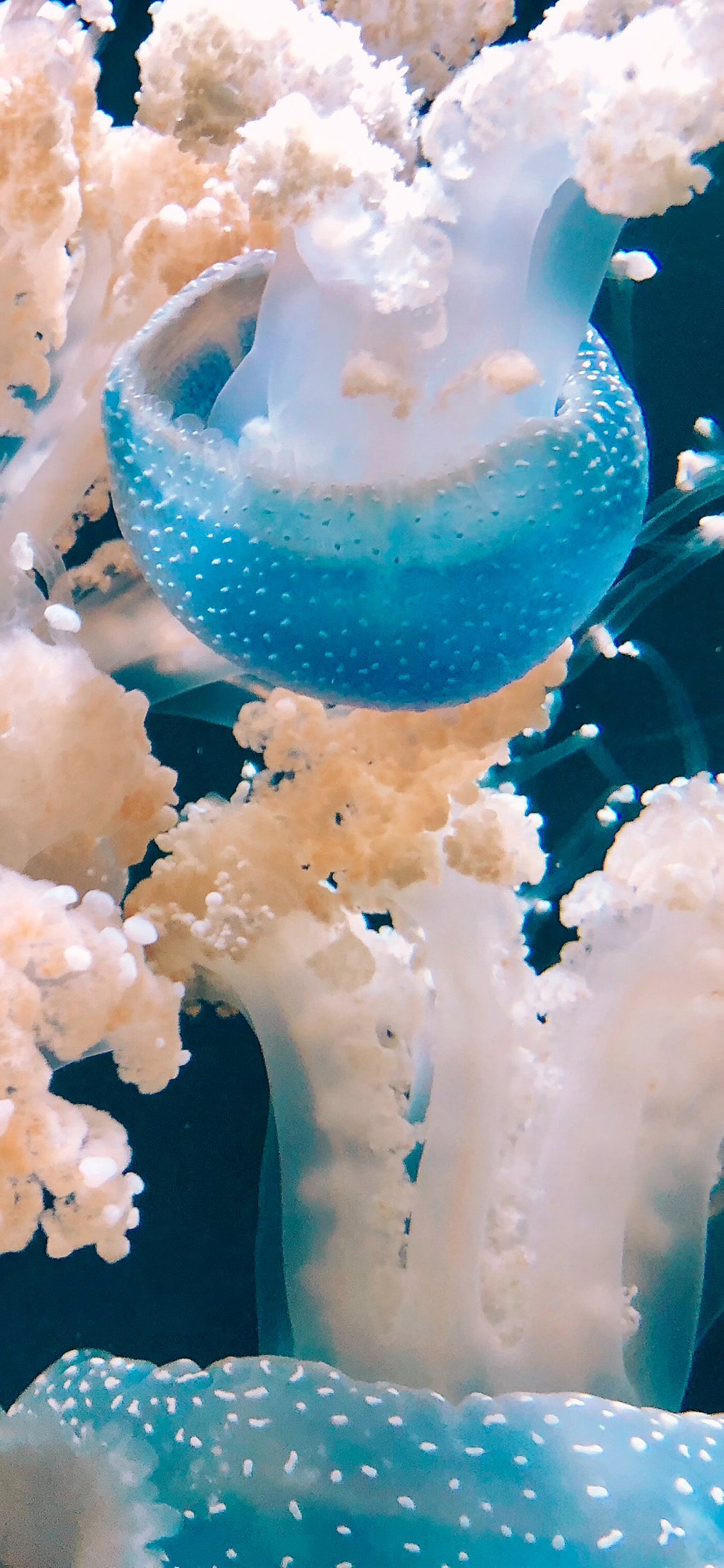 [2436×1125]水母 海洋生物 触须 蓝色 透明 苹果手机壁纸图片