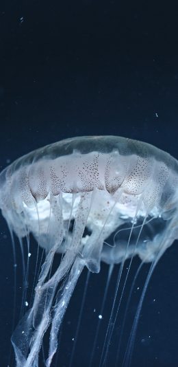[2436x1125]水母 海洋生物 透明 苹果手机壁纸图片