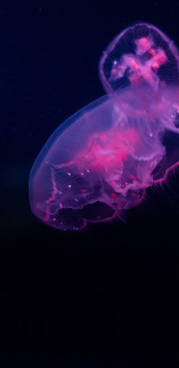 [2436x1125]水母 海洋生物 透明 浮游 苹果手机壁纸图片
