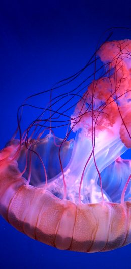 [2436x1125]水母 海洋生物 透明 游动 苹果手机壁纸图片