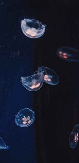 [2436x1125]水母 海洋生物 透明 游动 蓝色 苹果手机壁纸图片