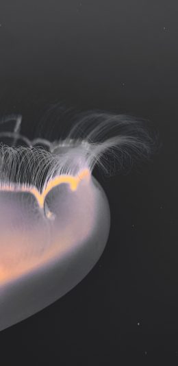 [2436x1125]水母 海洋生物 透明 独有 苹果手机壁纸图片