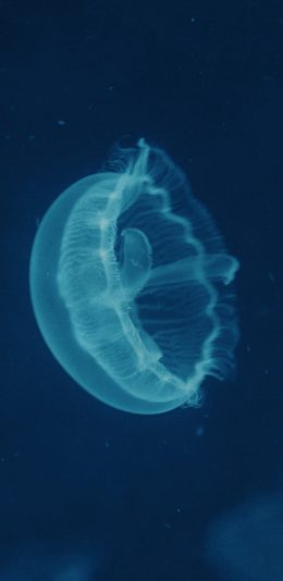 [2436x1125]水母 海洋生物 透明 蓝色 游动 苹果手机壁纸图片