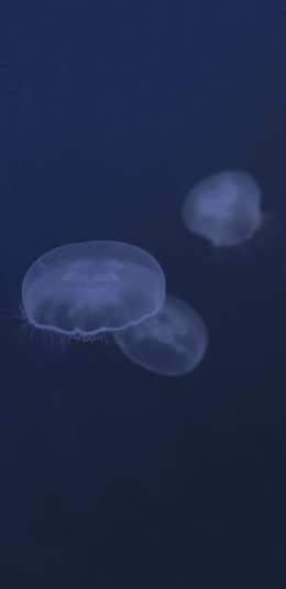 [2436x1125]水母 海洋生物 透明 蓝色 触须 苹果手机壁纸图片
