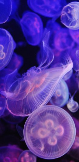 [2436x1125]水母 海洋生物 透明 触须 苹果手机壁纸图片