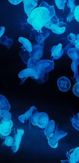 [2436x1125]水母 海洋生物 透明 黑暗 苹果手机壁纸图片