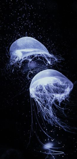 [2436x1125]水母 海洋生物 透明 黑暗 游动 苹果手机壁纸图片