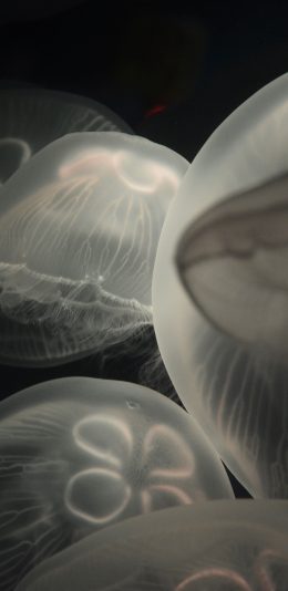 [2436x1125]水母 海洋生物 黑暗 游动 透明 苹果手机壁纸图片