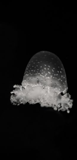 [2436x1125]水母 海洋生物 黑白 海底 苹果手机壁纸图片