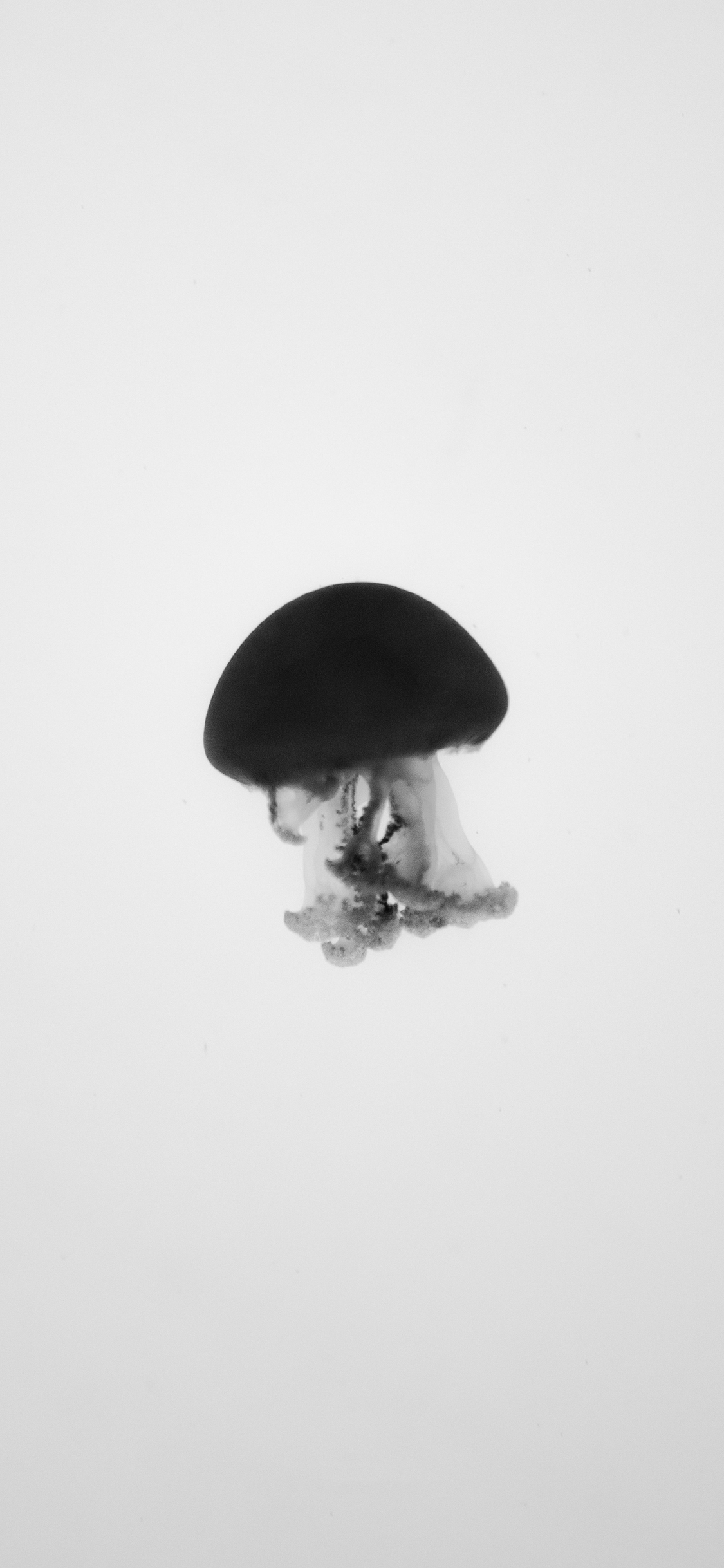 [2436×1125]水母 海洋生物 黑白 游动 苹果手机壁纸图片