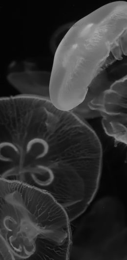 [2436x1125]水母 海洋生物 黑白 透明 苹果手机壁纸图片