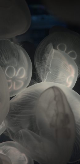 [2436x1125]水母 海洋生物 黑白 透明 游动 苹果手机壁纸图片