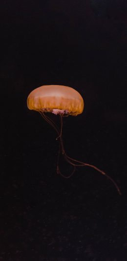 [2436x1125]水母 海洋生物 黑色 游动 苹果手机壁纸图片