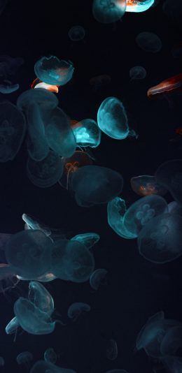 [2436x1125]水母 海蜇 浮游 透明 苹果手机壁纸图片