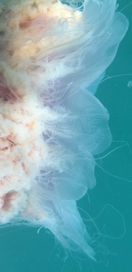 [2436x1125]水母 海蜇 海水 苹果手机壁纸图片