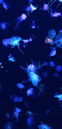 [2436x1125]水母 海蜇 海洋生物 浮游 苹果手机壁纸图片
