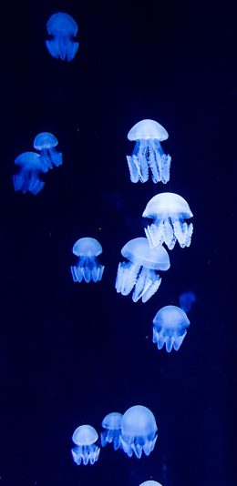 [2436x1125]水母 海蜇 海洋生物 群体 苹果手机壁纸图片
