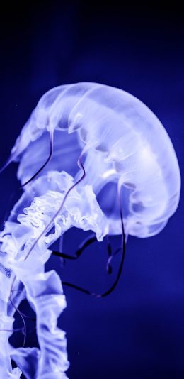 [2436x1125]水母 海蜇 海洋生物 运动 苹果手机壁纸图片