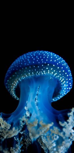 [2436x1125]水母 海蜇 深海生物 斑点 苹果手机壁纸图片