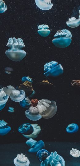 [2436x1125]水母 游动 密集 海洋生物 苹果手机壁纸图片