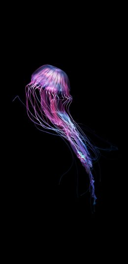 [2436x1125]水母 游动 海洋生物 发光 渐变 苹果手机壁纸图片