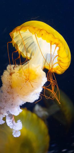 [2436x1125]水母 游动 海洋生物 透明 苹果手机壁纸图片