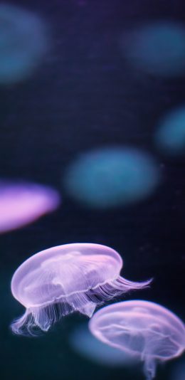 [2436x1125]水母 漂浮 海洋生物 苹果手机壁纸图片