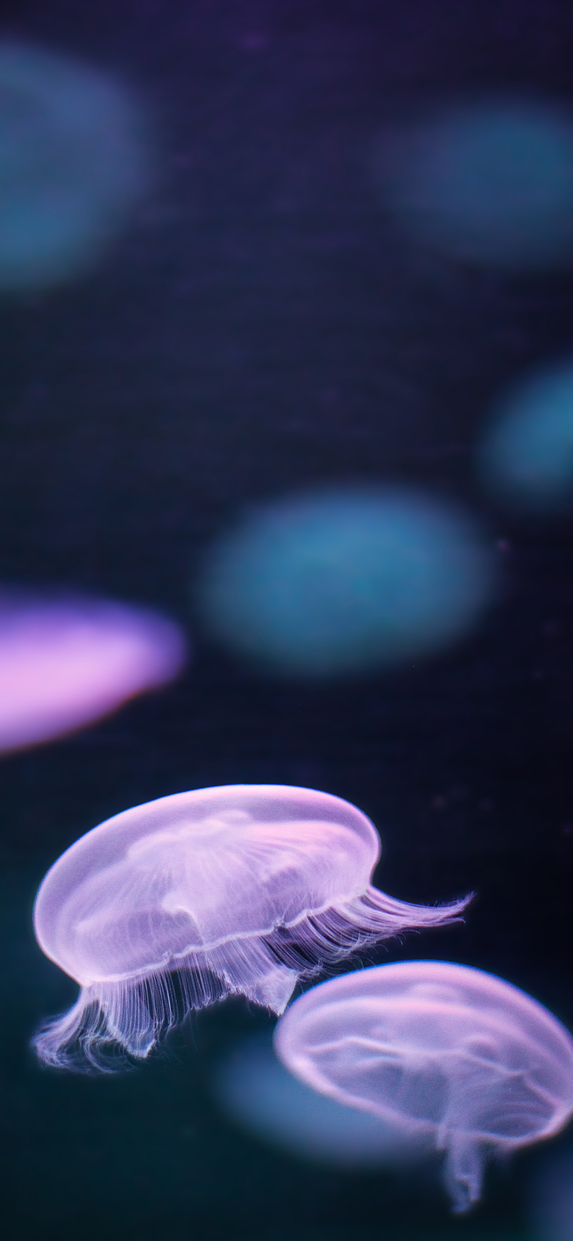 [2436×1125]水母 漂浮 海洋生物 苹果手机壁纸图片