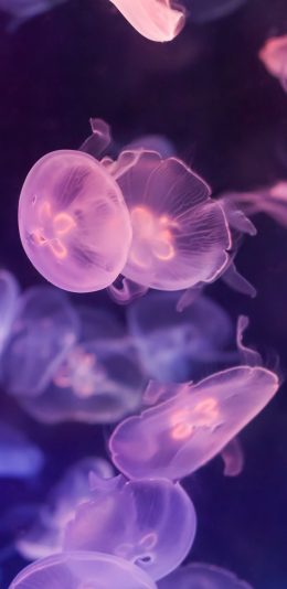 [2436x1125]水母 漂浮 海洋生物 密集 苹果手机壁纸图片