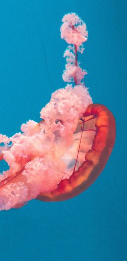 [2436x1125]水母 漂浮 海洋生物 粉 苹果手机壁纸图片