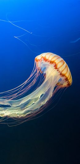 [2436x1125]水母 漂浮 海里 海洋生物 苹果手机壁纸图片