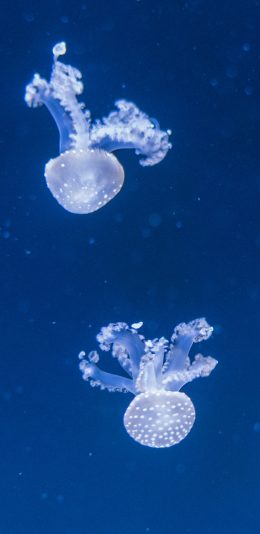 [2436x1125]水母 漂浮 蓝海 海洋生物 苹果手机壁纸图片