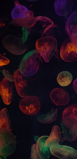 [2436x1125]水母 灯光 透明 密集 苹果手机壁纸图片