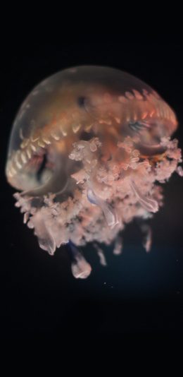 [2436x1125]水母 特写 海底 海洋生物 苹果手机壁纸图片