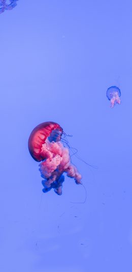 [2436x1125]水母 生物 浮游 透明 苹果手机壁纸图片