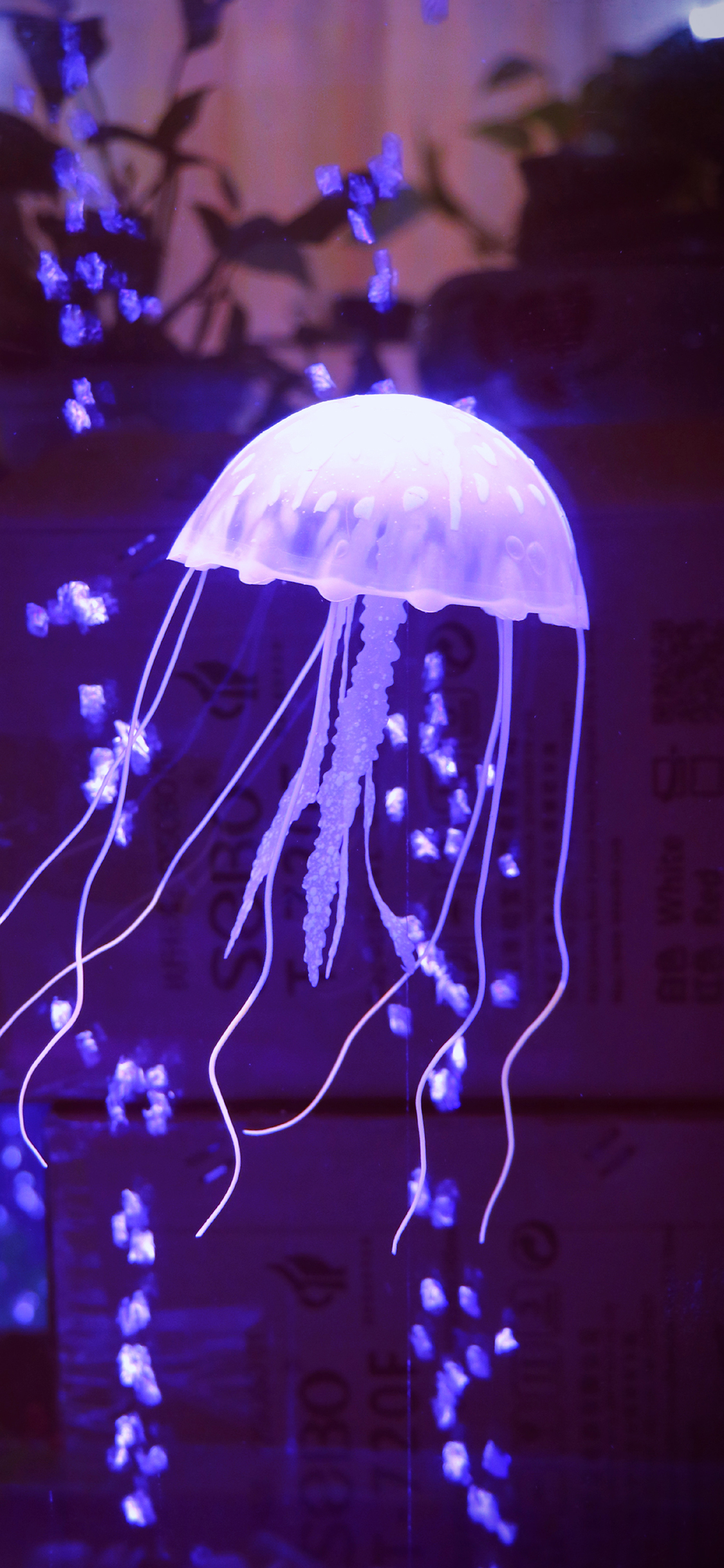 [2436×1125]水母 紫色 游动 海洋生物 透明 苹果手机壁纸图片