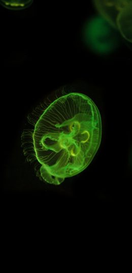 [2436x1125]水母 绿色 透明 海洋生物 苹果手机壁纸图片