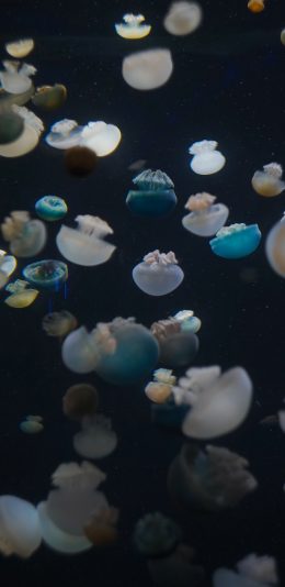 [2436x1125]水母 群体 浮游 触手 苹果手机壁纸图片