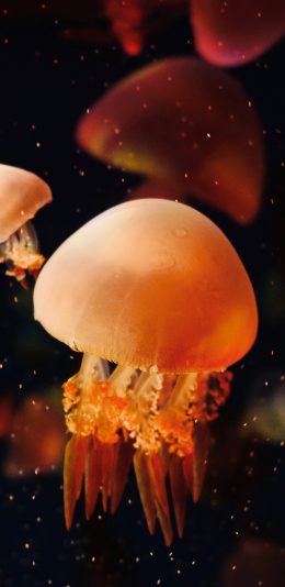 [2436x1125]水母 色彩 触手 海蜇 苹果手机壁纸图片