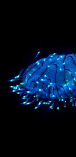 [2436x1125]水母 荧光 浮游 海洋生物 苹果手机壁纸图片