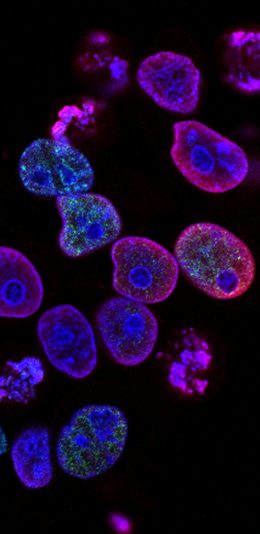 [2436x1125]水母 荧光 浮游 生物 苹果手机壁纸图片