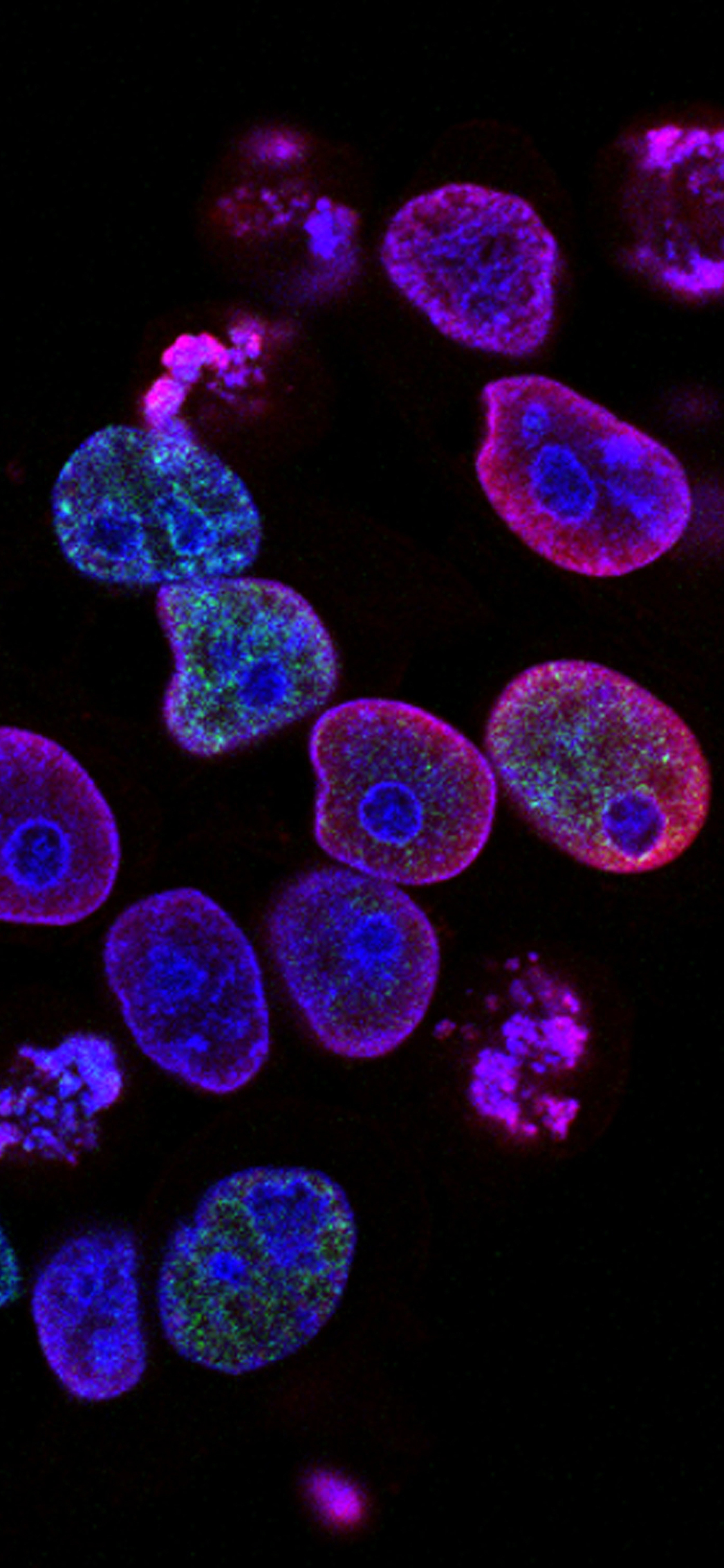 [2436×1125]水母 荧光 浮游 生物 苹果手机壁纸图片