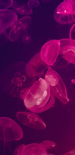 [2436x1125]水母 荧光 海洋生物 浮游 苹果手机壁纸图片