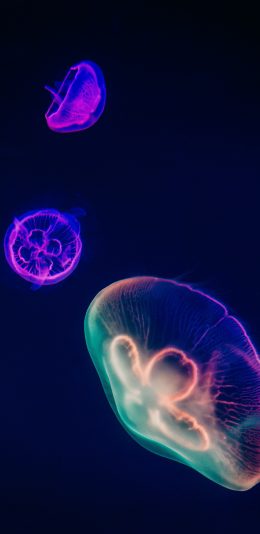 [2436x1125]水母 荧光 观赏性 浮游 苹果手机壁纸图片
