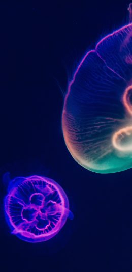 [2436x1125]水母 荧光 观赏性 浮游 海洋生物 苹果手机壁纸图片