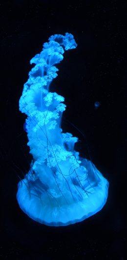 [2436x1125]水母 蓝 浮游 海洋生物 苹果手机壁纸图片