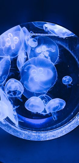 [2436x1125]水母 蓝光 水族馆 透明 浮游 苹果手机壁纸图片