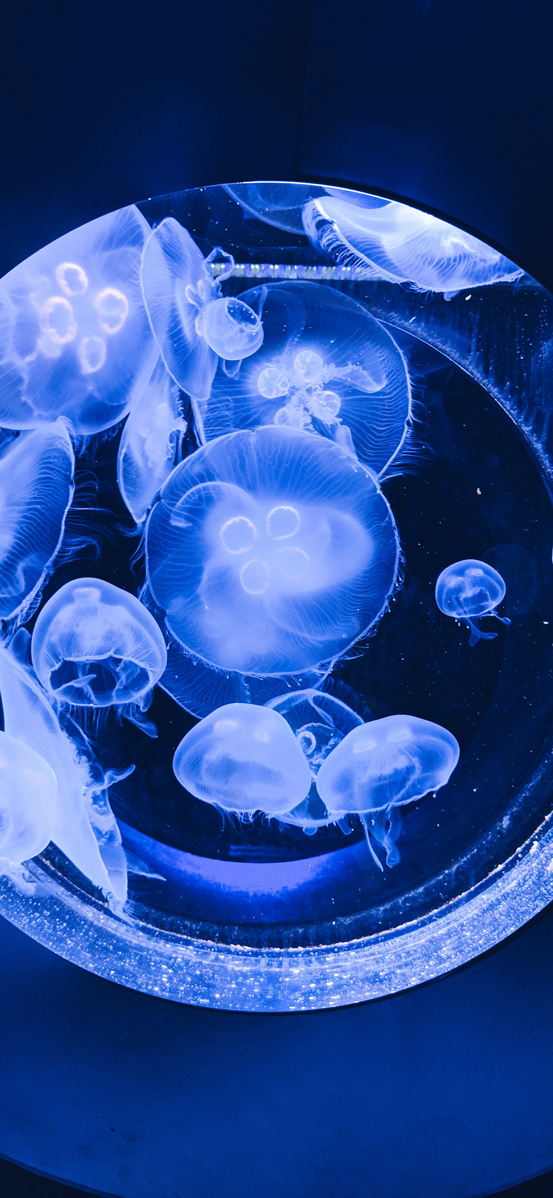 [2436×1125]水母 蓝光 水族馆 透明 浮游 苹果手机壁纸图片