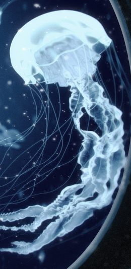 [2436x1125]水母 蓝色 海洋生物 透明 游动 苹果手机壁纸图片