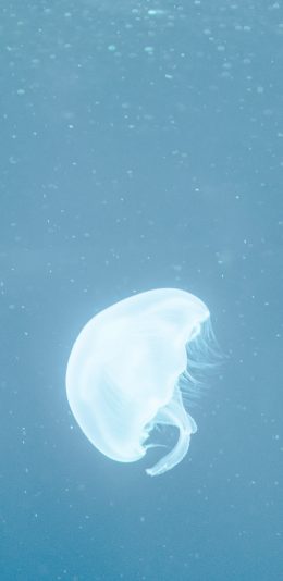 [2436x1125]水母 蓝色 透明 海洋生物 游动 苹果手机壁纸图片